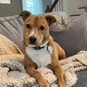 Fundraising Page: David Blumberg